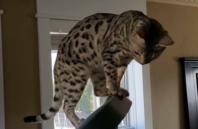 Jasmine