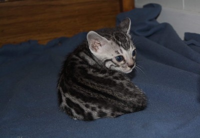 Silver Female