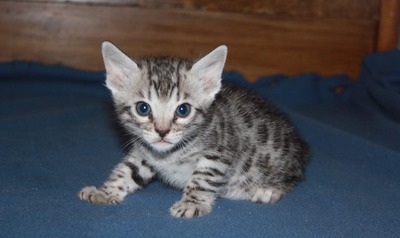 Silver Male